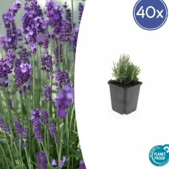 LA GREEN TOUCH - Lavande angustifolia 'dwarf blue' x40 – entre 2,5 et 3,33m2