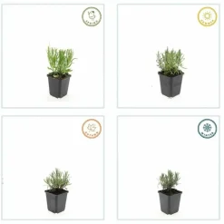 LA GREEN TOUCH - Lavande angustifolia 'munstead' x6 – entre 0,38 et 0,5m2