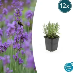 LA GREEN TOUCH - Lavande angustifolia 'munstead' x12 – entre 0,75 et 1m2