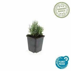 LA GREEN TOUCH - Lavande angustifolia 'dwarf blue' x12 – entre 0,75 et 1m2