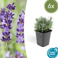 LA GREEN TOUCH - Lavande 'hidcote' x6 – entre 0,38 et 0,5m2