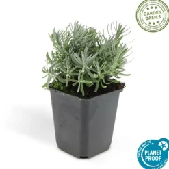 LA GREEN TOUCH - Lavande 'hidcote' x6 – entre 0,38 et 0,5m2