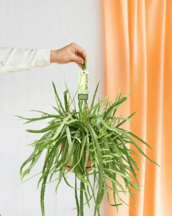 LA GREEN TOUCH - Lepismium bolivianum 55cm - plante d'intérieur