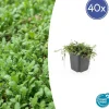 LA GREEN TOUCH - Leptinella squalida x40 – entre 2,5 et 3,33m2