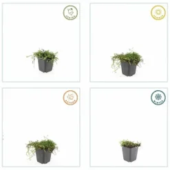 LA GREEN TOUCH - Leptinella squalida x40 – entre 2,5 et 3,33m2