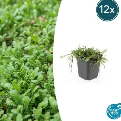 LA GREEN TOUCH - Leptinella squalida x40 – entre 2,5 et 3,33m2