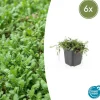 LA GREEN TOUCH - Leptinella squalida x6 – entre 0,38 et 0,5m2