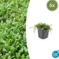 LA GREEN TOUCH - Leptinella squalida x6 – entre 0,38 et 0,5m2