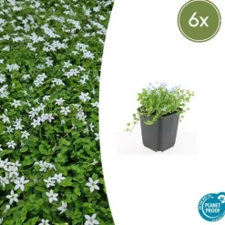 LA GREEN TOUCH - Leptinella squalida x6 – entre 0,38 et 0,5m2