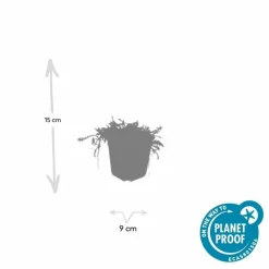 LA GREEN TOUCH - Leptinella squalida x6 – entre 0,38 et 0,5m2