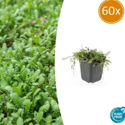 LA GREEN TOUCH - Leptinella squalida x60 – entre 3,75 et 5m2
