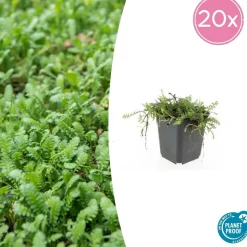 LA GREEN TOUCH - Leptinella squalida x60 – entre 3,75 et 5m2