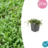 LA GREEN TOUCH - Leptinella squalida x20 – entre 1,25 et 1,67m2