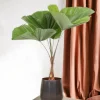 LA GREEN TOUCH - Licuala grandis palmier 140cm - plante d'intérieur