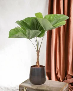 LA GREEN TOUCH - Licuala grandis palmier 140cm - plante d'intérieur