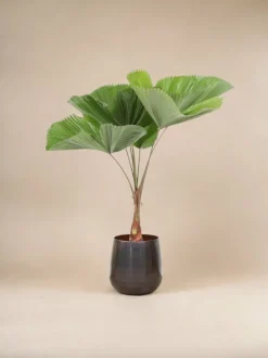 LA GREEN TOUCH - Licuala grandis palmier 140cm - plante d'intérieur