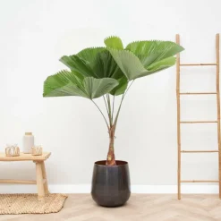LA GREEN TOUCH - Licuala grandis palmier 140cm - plante d'intérieur