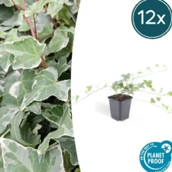 LA GREEN TOUCH - Lierre commun 'glacier' x60 – entre 3,75 et 5m2