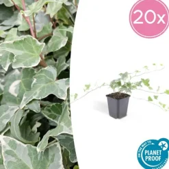 LA GREEN TOUCH - Lierre commun 'glacier' x60 – entre 3,75 et 5m2