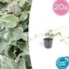 LA GREEN TOUCH - Lierre commun 'glacier' x20 – entre 1,25 et 1,67m2