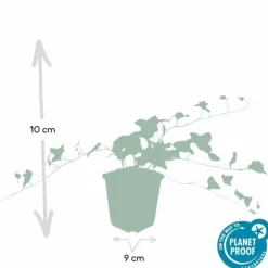 LA GREEN TOUCH - Lierre commun 'glacier' x20 – entre 1,25 et 1,67m2