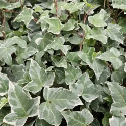 LA GREEN TOUCH - Lierre commun 'glacier' x20 – entre 1,25 et 1,67m2