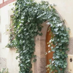 LA GREEN TOUCH - Lierre commun 'glacier' x20 – entre 1,25 et 1,67m2