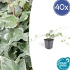 LA GREEN TOUCH - Lierre commun 'glacier' x40 – entre 2,5 et 3,33m2