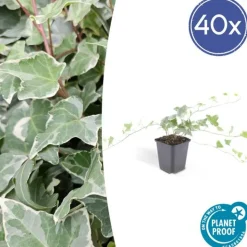 LA GREEN TOUCH - Lierre commun 'glacier' x40 – entre 2,5 et 3,33m2