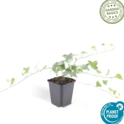 LA GREEN TOUCH - Lierre commun 'glacier' x40 – entre 2,5 et 3,33m2