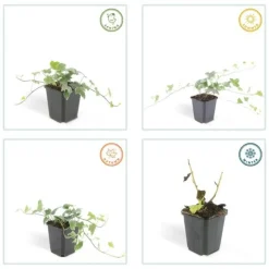 LA GREEN TOUCH - Lierre commun 'glacier' x40 – entre 2,5 et 3,33m2