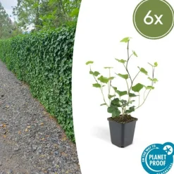 LA GREEN TOUCH - Lierre d'irlande x6 – entre 0,38 et 0,5m2