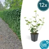 LA GREEN TOUCH - Lierre d'irlande x12 – entre 0,75 et 1m2