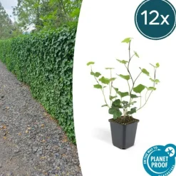 LA GREEN TOUCH - Lierre d'irlande x12 – entre 0,75 et 1m2
