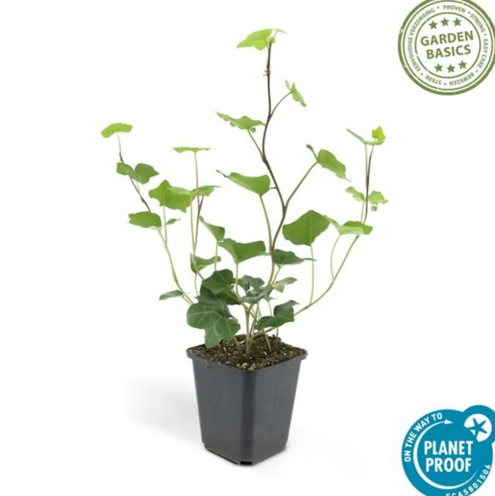 LA GREEN TOUCH - Lierre d'irlande x12 – entre 0,75 et 1m2