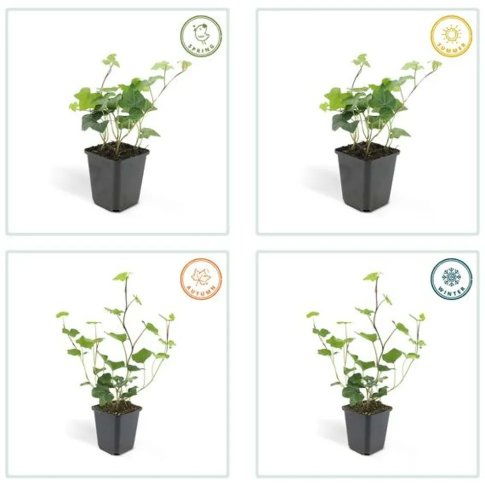 LA GREEN TOUCH - Lierre d'irlande x12 – entre 0,75 et 1m2