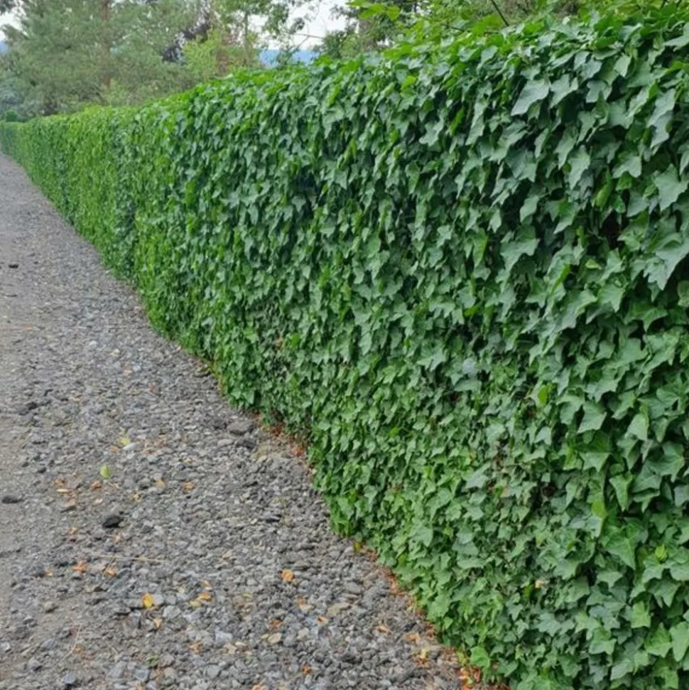 LA GREEN TOUCH - Lierre d'irlande x12 – entre 0,75 et 1m2