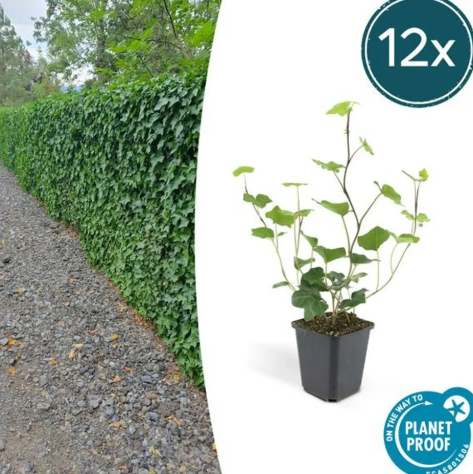 LA GREEN TOUCH - Lierre d'irlande x12 – entre 0,75 et 1m2