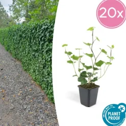 LA GREEN TOUCH - Lierre d'irlande x12 – entre 0,75 et 1m2