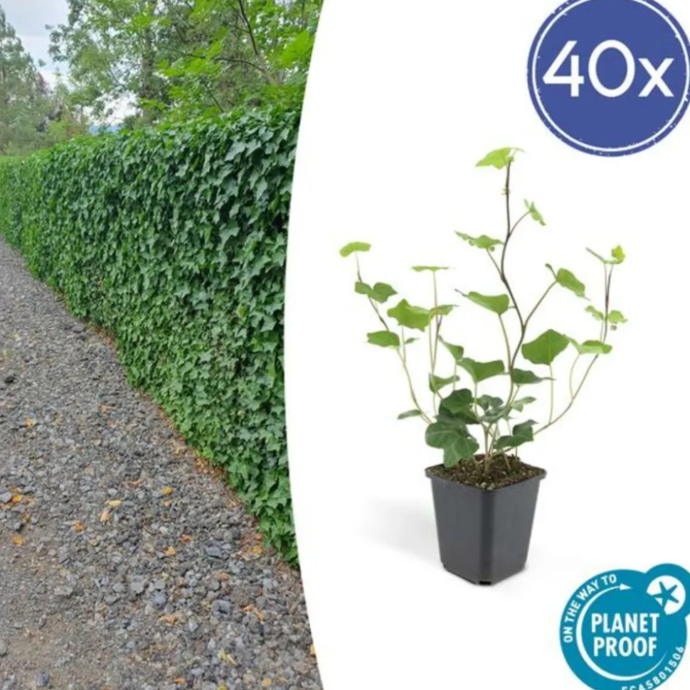LA GREEN TOUCH - Lierre d'irlande x12 – entre 0,75 et 1m2