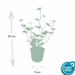 LA GREEN TOUCH - Lierre d'irlande x20 – entre 1,25 et 1,67m2