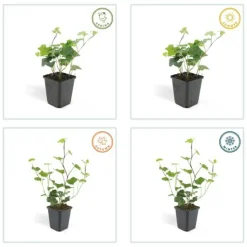 LA GREEN TOUCH - Lierre d'irlande x20 – entre 1,25 et 1,67m2