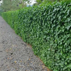LA GREEN TOUCH - Lierre d'irlande x20 – entre 1,25 et 1,67m2