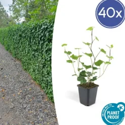 LA GREEN TOUCH - Lierre d'irlande x20 – entre 1,25 et 1,67m2