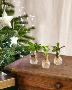 LA GREEN TOUCH - Lima - trio de plantes en hydroculture