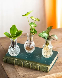 LA GREEN TOUCH - Lima - trio de plantes en hydroculture