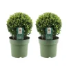 LA GREEN TOUCH - Lot de 2 ilex crenata 'jenny' ø20cm