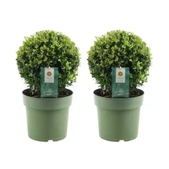 LA GREEN TOUCH - Lot de 2 ilex crenata 'jenny' ø20cm