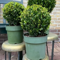 LA GREEN TOUCH - Lot de 2 ilex crenata 'jenny' ø20cm