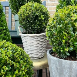LA GREEN TOUCH - Lot de 2 ilex crenata 'jenny' ø20cm